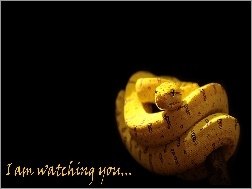 Napis, Żółty, Wąż